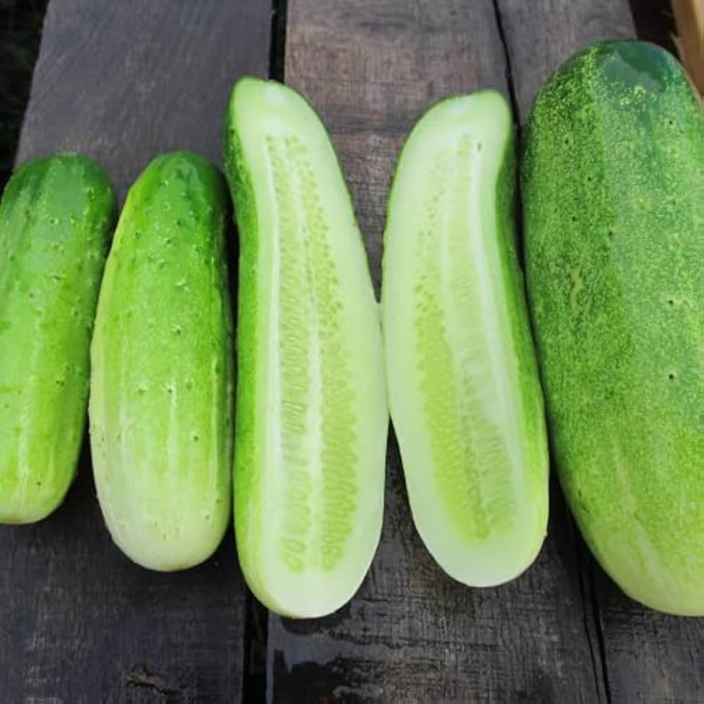 Cucumber Seeds – Fresh