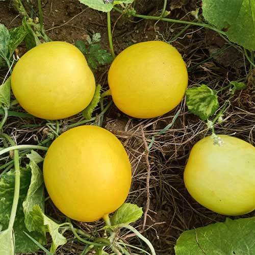 Cucumber Seeds – Yellow