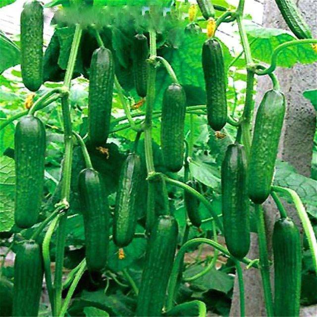 Cucumber Seeds – Armenian

