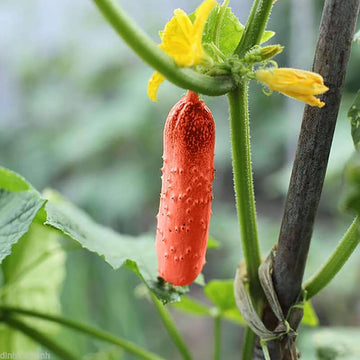 Cucumber Seeds – Crisp Red
