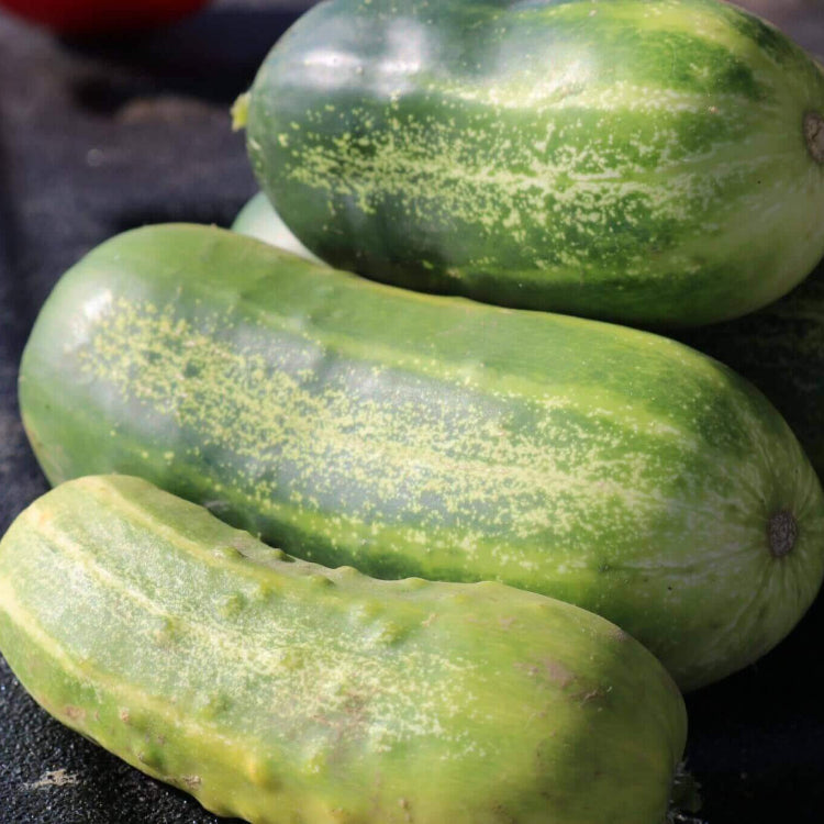 Cucumber Seeds – Eureka