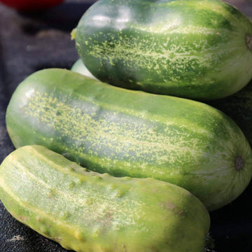 Cucumber Seeds – Eureka