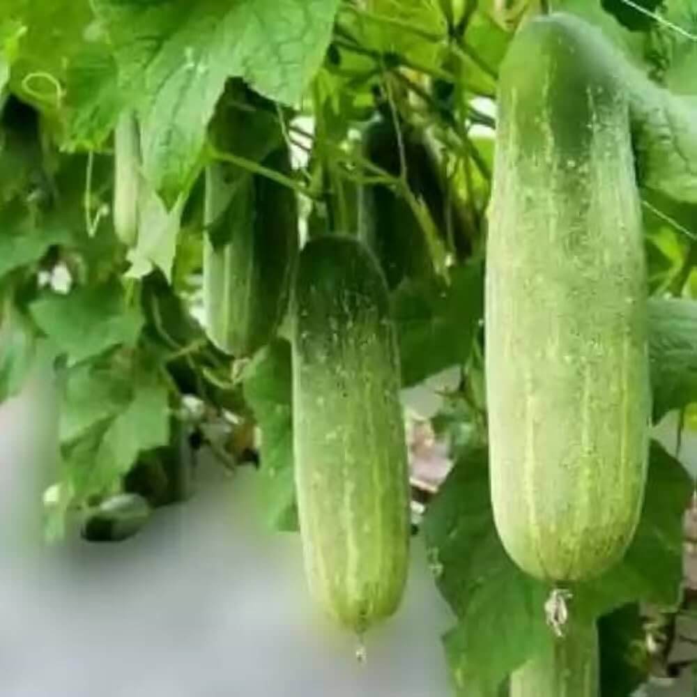 Cucumber Seeds – Fresh