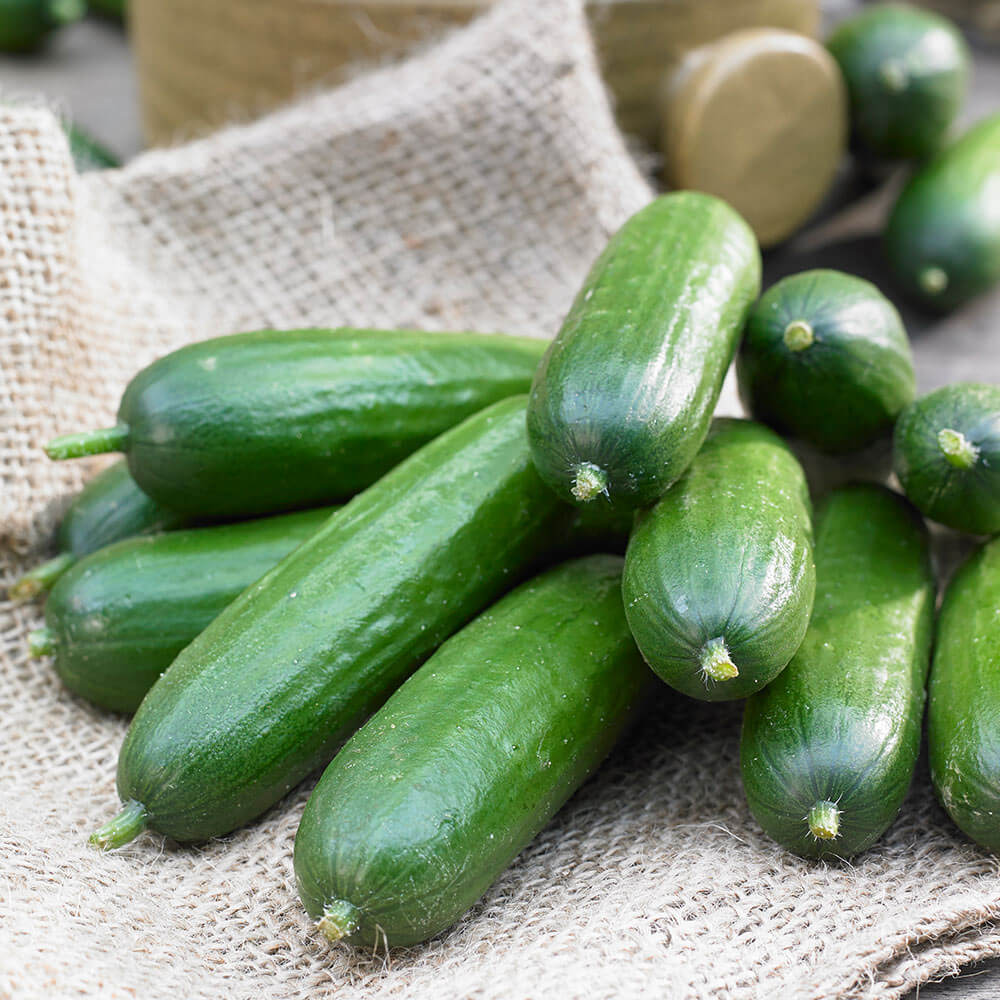 Cucumber Seeds – Holland Baby