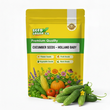 Cucumber Seeds – Holland Baby