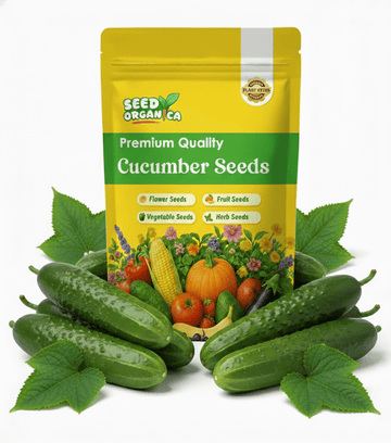 Cucumber Seeds – Natsu Fushinari
