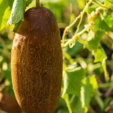 Cucumber Seeds – Poona Kheera