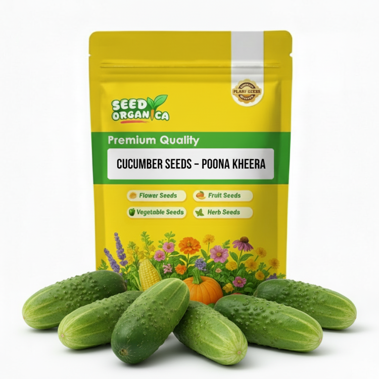 Cucumber Seeds – Poona Kheera