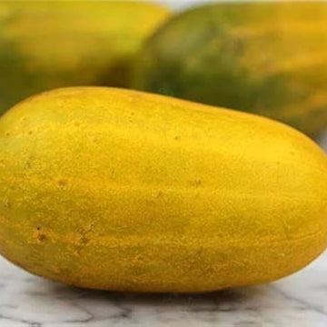 Cucumber Seeds – Quitoense Orange