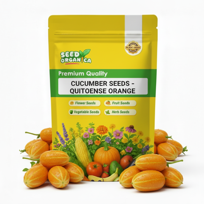 Cucumber Seeds – Quitoense Orange