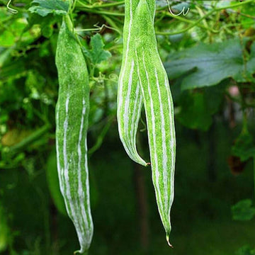 Cucumber Seeds –  Snake Serpent Gourd 