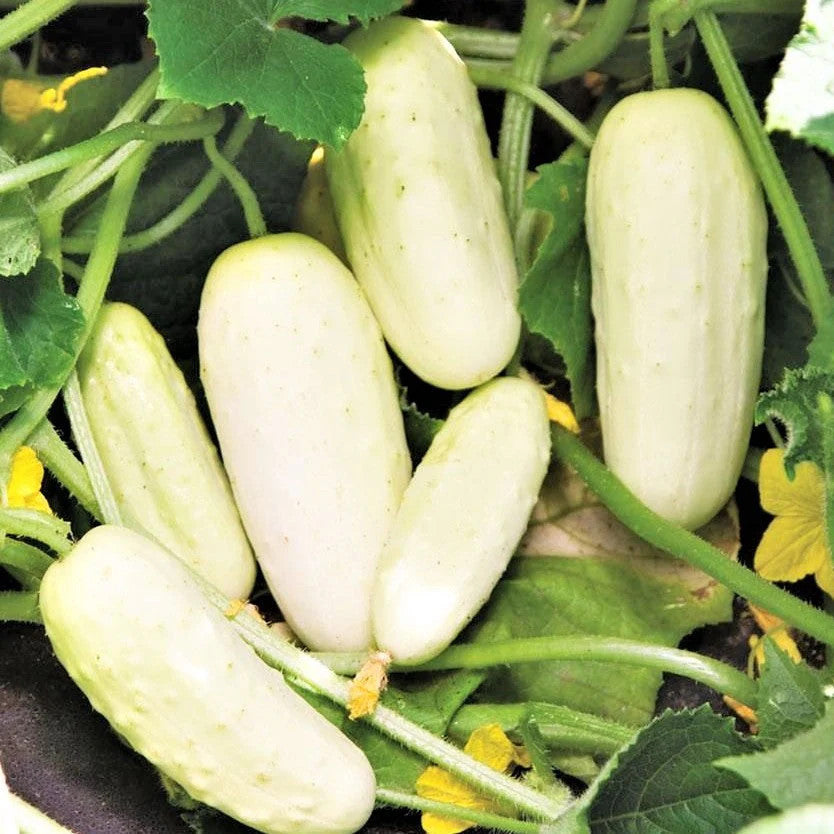 Cucumber Seeds – Thick Yellow
