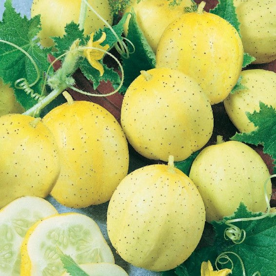 Cucumber Seeds – True Lemon
