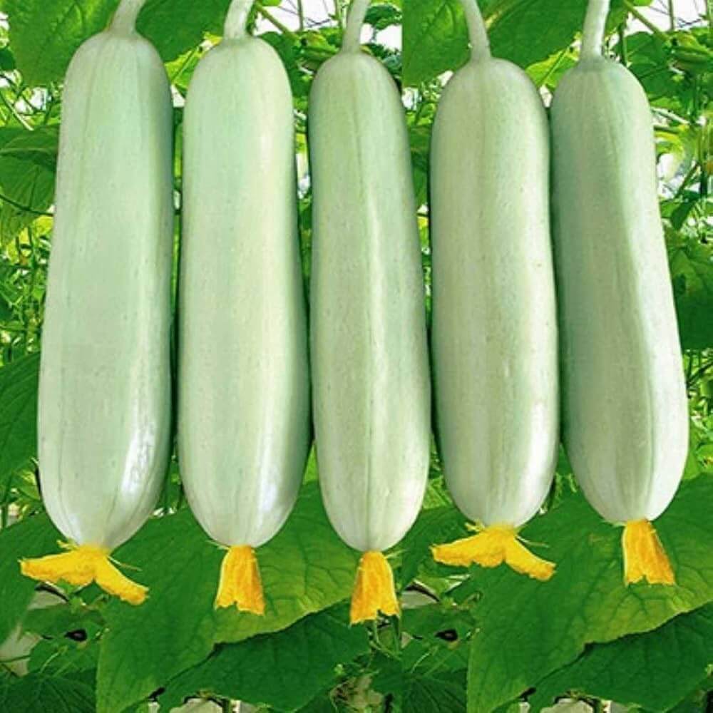 Cucumber Seeds – White
