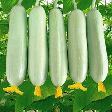 Cucumber Seeds – White