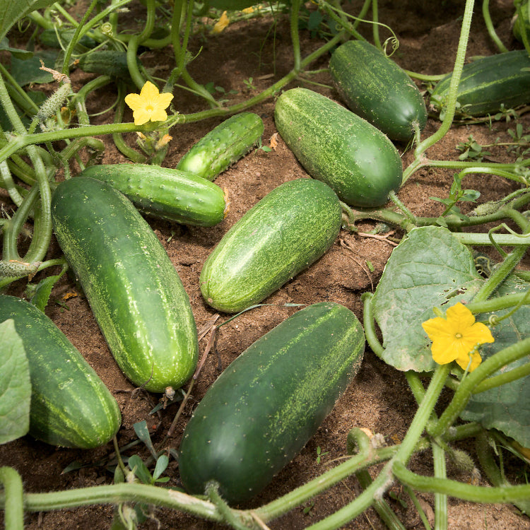Cucumber Seeds for Planting