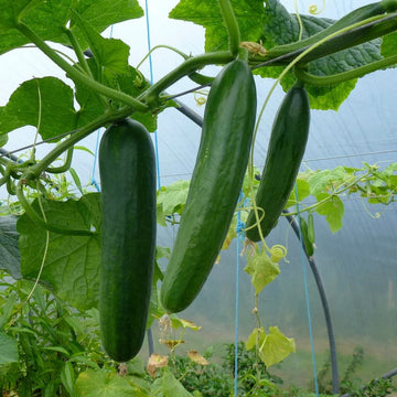 Cucumber Seeds for Planting