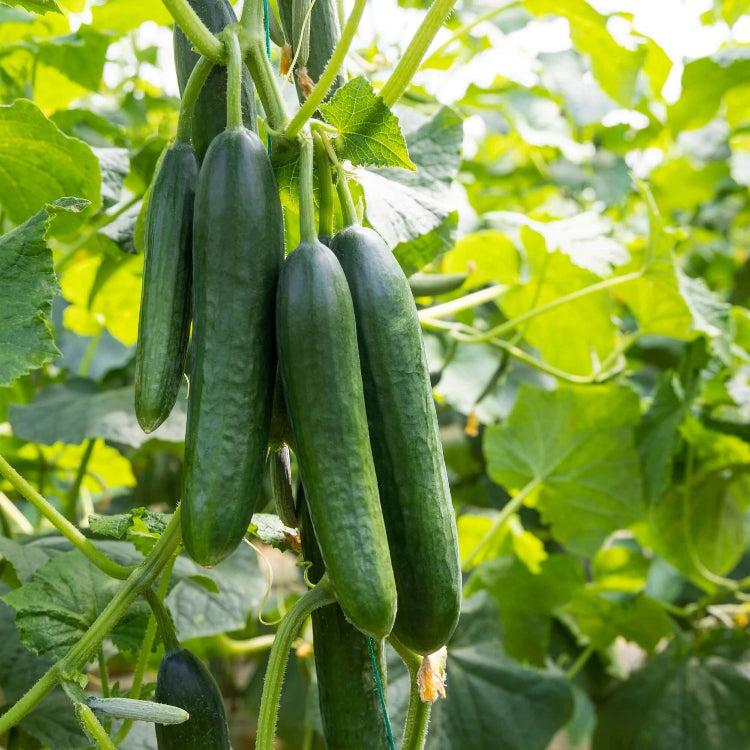 Cucumber Seeds for Planting