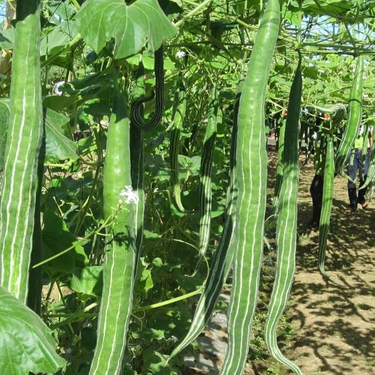 Cucumber Seeds –  Snake Serpent Gourd 