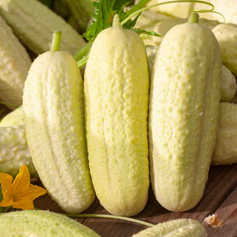 Cucumber Seeds – Thick Yellow
