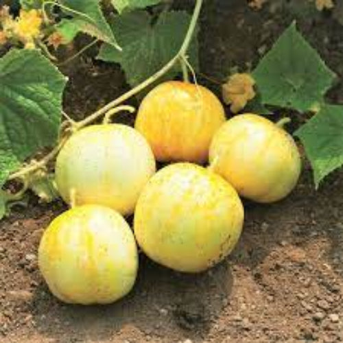 Cucumber Seeds – True Lemon

