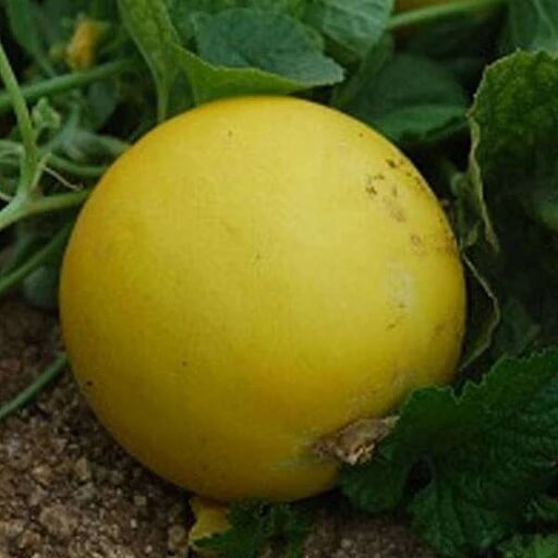 Cucumber Seeds – Yellow
