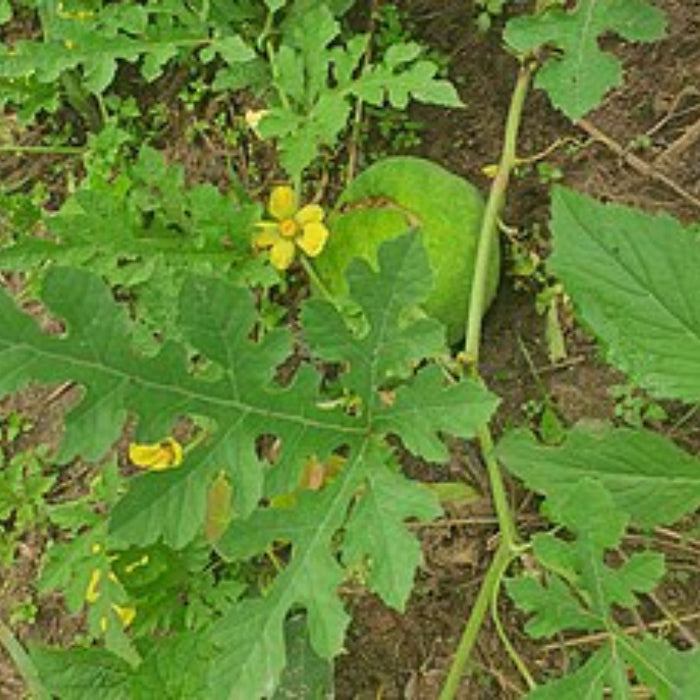 Cucumeropsis Seeds - Green
