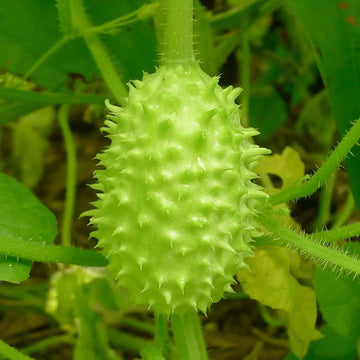 Cucumis Anguria Seeds - Vegetable Plant