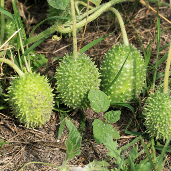 Cucumis Anguria Seeds - Vegetable Plant