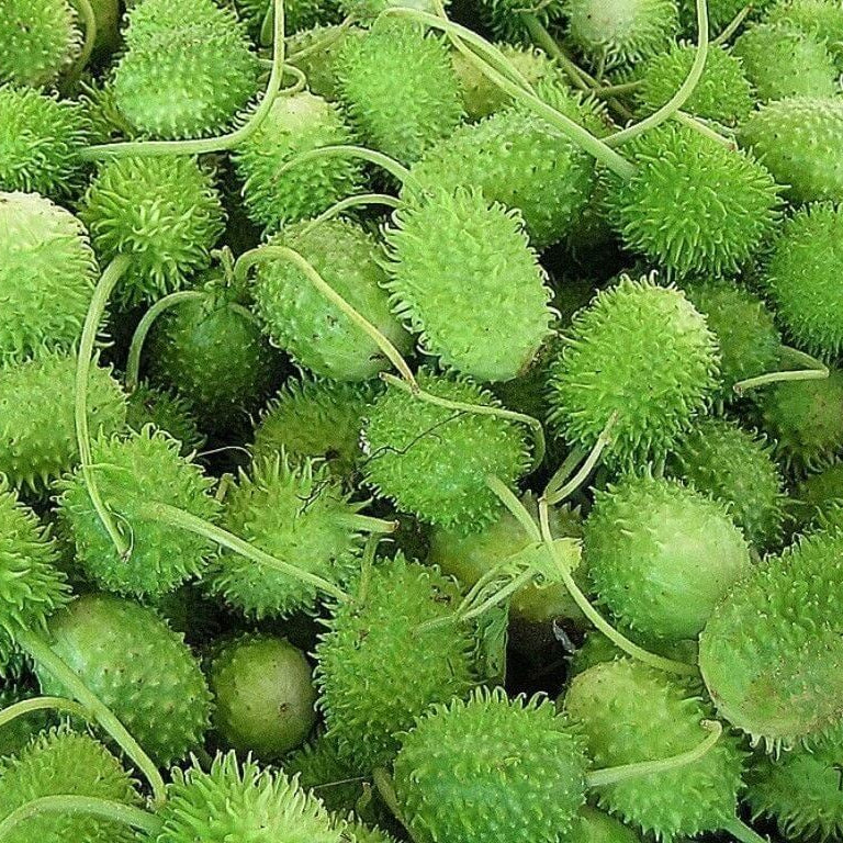 Forto Anguria Rotta Cucumis Anguria Seeds | Easy-to-Grow Garden Vegetable Seeds