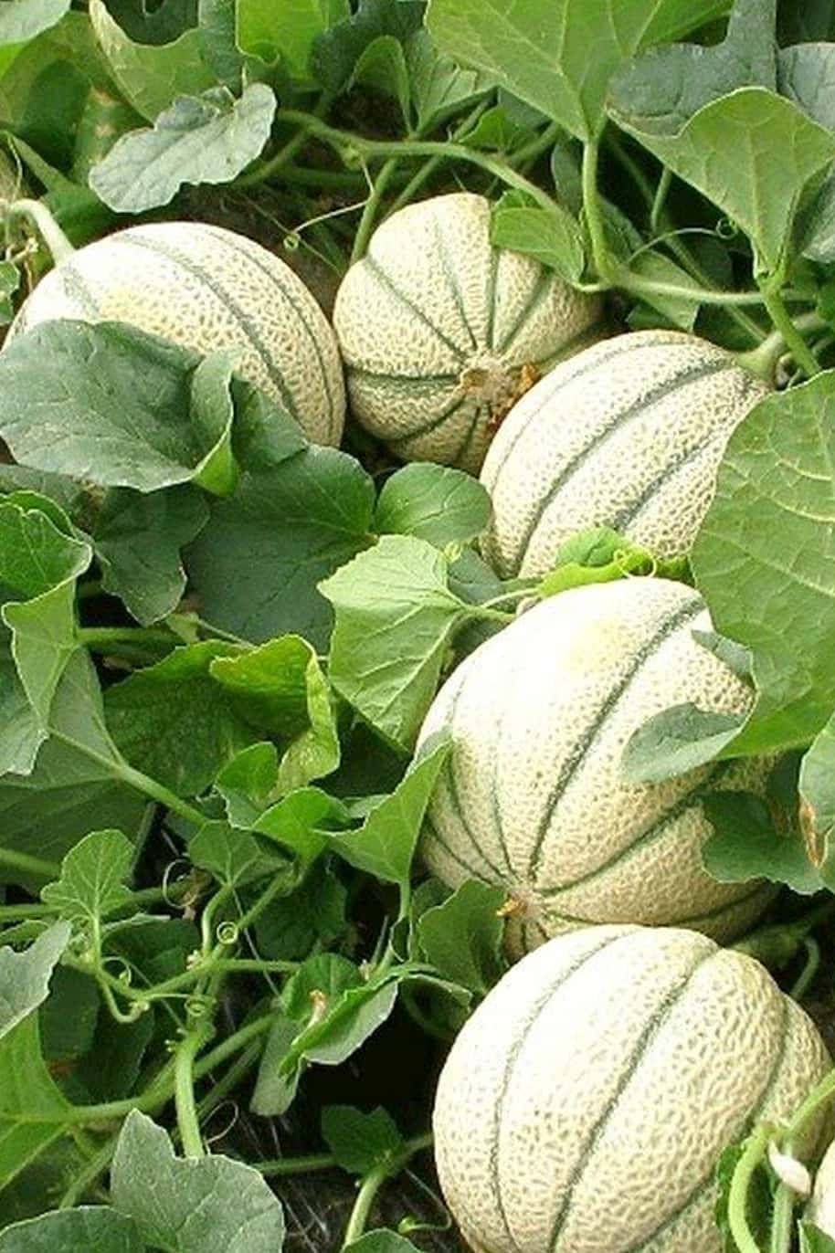 Cucumis Melon Seeds
