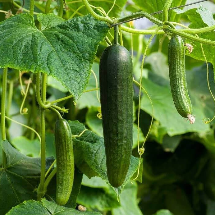 Cucumis sativus Seeds