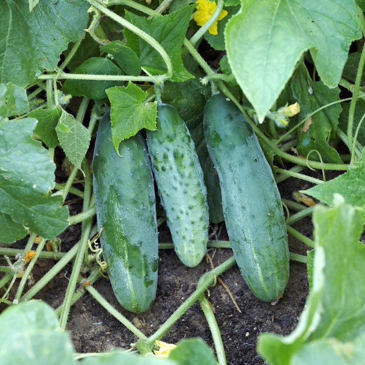 Cucumis sativus Seeds