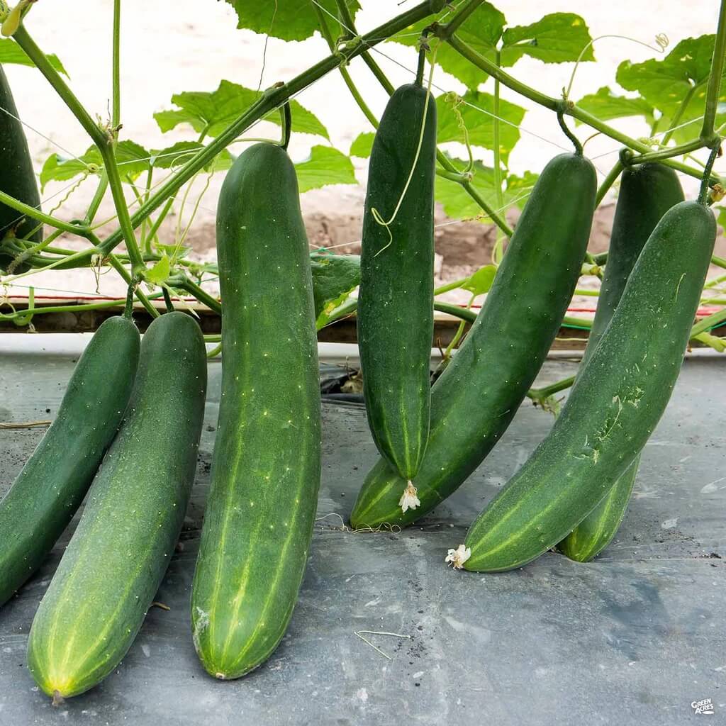 Cucumis sativus Seeds for Planting
