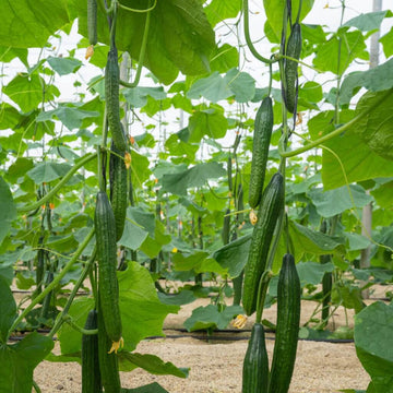 Cucumis sativus Seeds for Planting