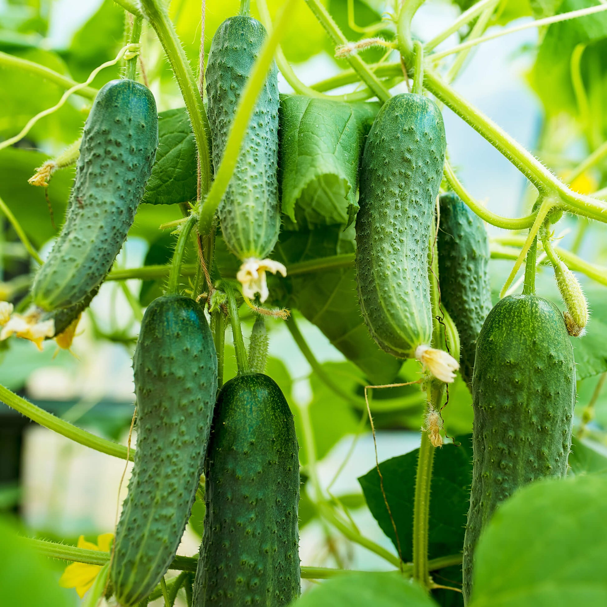 Cucumis sativus Seeds for Planting