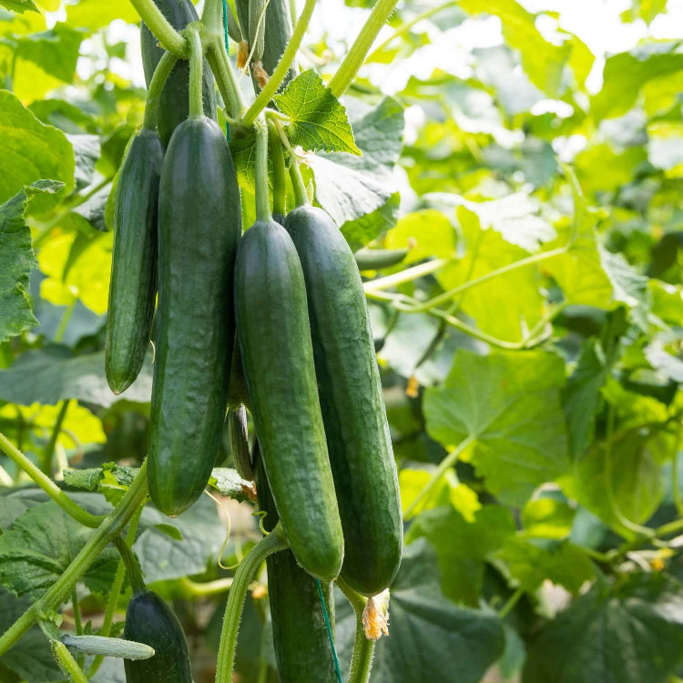 Cucumis sativus Seeds for Planting