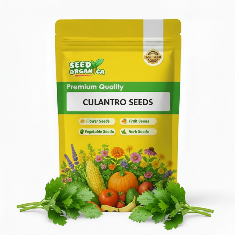 Culantro Seeds