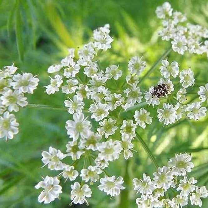 Cumin Seeds – Cuminum