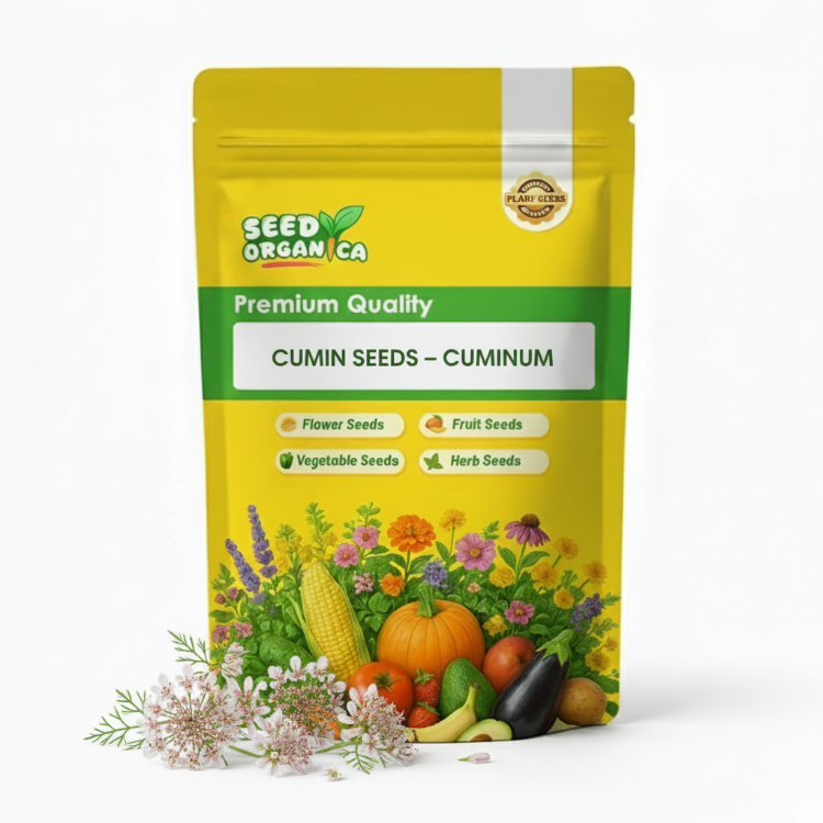 Cumin Seeds – Cuminum