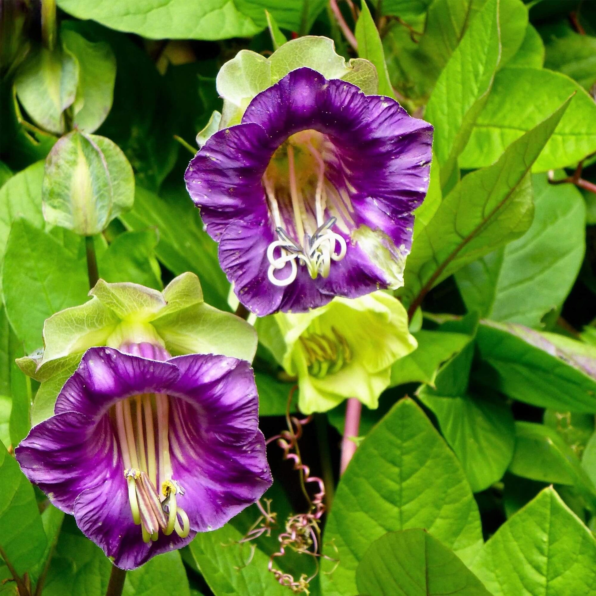 Cup & Saucer Seeds – Wildflower Mix Heirloom
