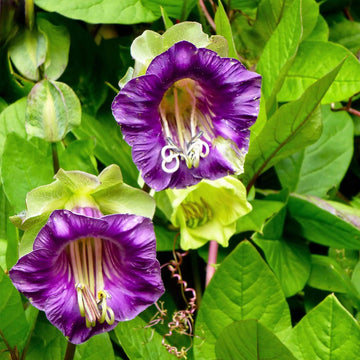 Cup & Saucer Seeds – Wildflower Mix Heirloom
