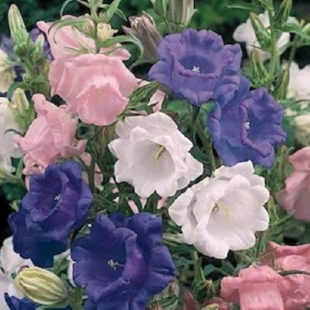 Cup & Saucer Seeds – Wildflower Mix Heirloom
