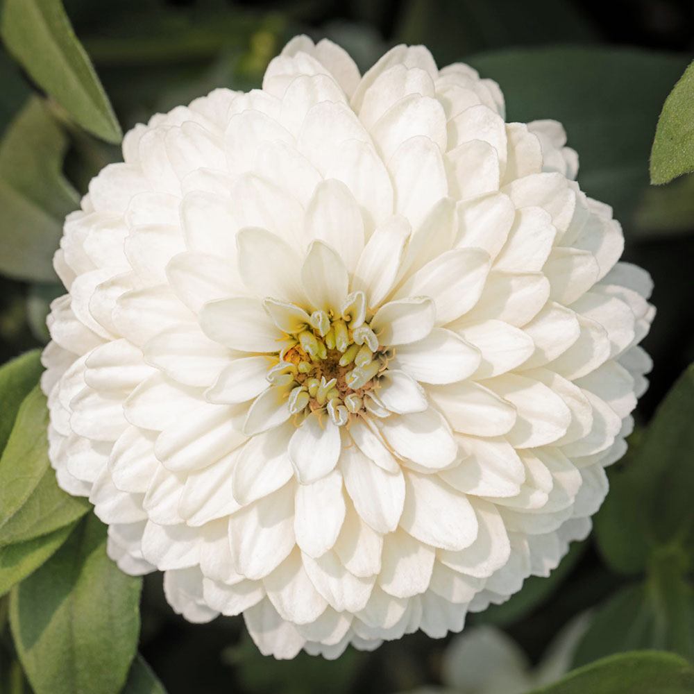 Cupcake Zinnias Seeds
