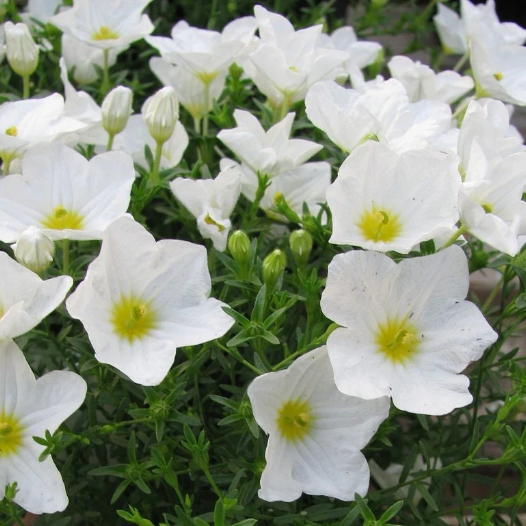 Cupflower Seeds – Australian Bluebell
