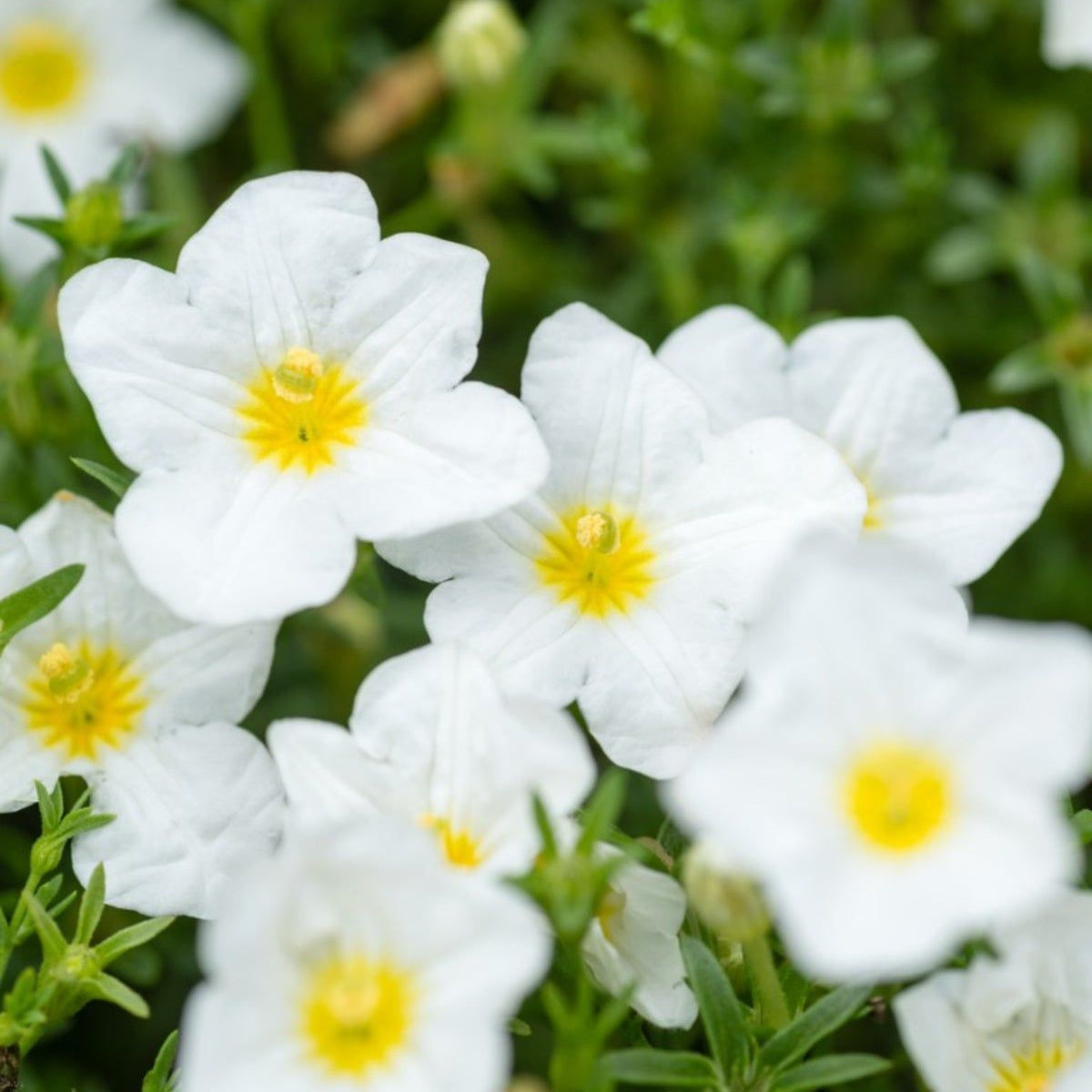 Cupflower Seeds – Australian Bluebell
