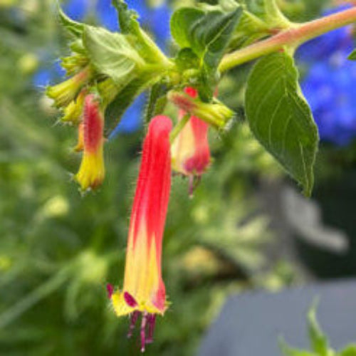 Cuphea Seeds – Cigar Plant
