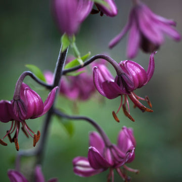 Cuphea Seeds – Purple Passion
