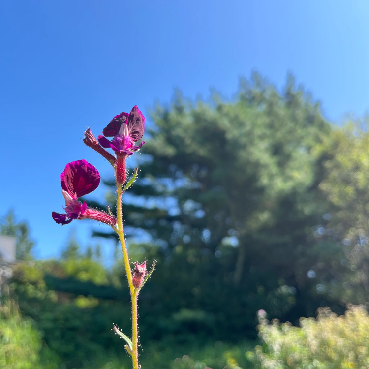 Cuphea Seeds – Purple Passion
