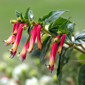 Cuphea Seeds – Cigar Plant
